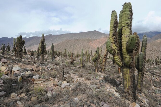 From Quebrada De Humahuaca to Yungas Jungle by the Qhapac Ñan - Key Points
