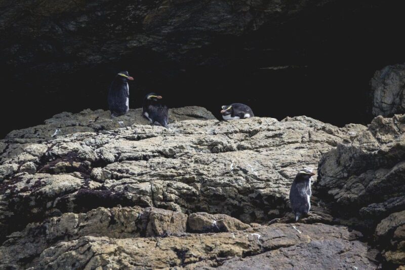 From Queenstown: Doubtful Sound Wilderness Day Trip - Inclusions and Amenities