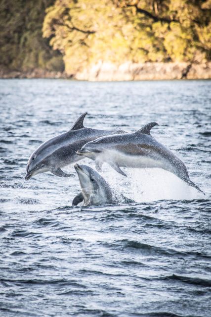 From Queenstown: Doubtful Sound Wilderness Day Trip - Recap