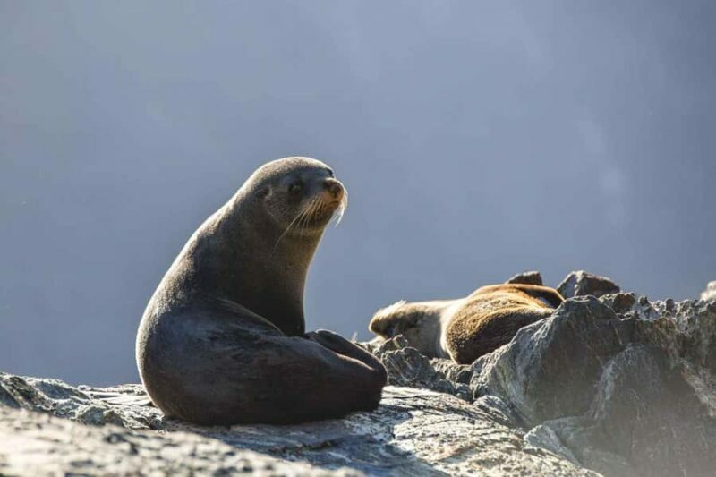 From Queenstown: Milford Sound Cruise and Coach Day Tour - Who Should Consider This Tour?