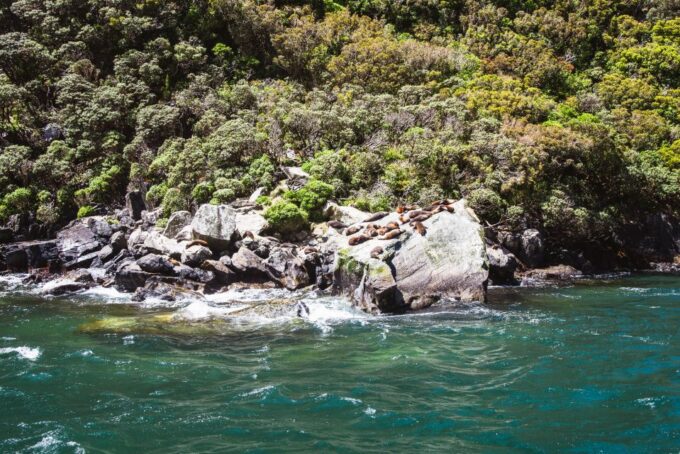 From Queenstown: Milford Sound Cruise and Scenic Drive - Recap