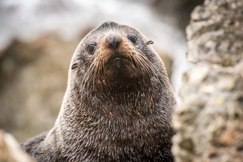 From Queenstown: Milford Sound Full-Day Trip by Plane & Boat - Key Points