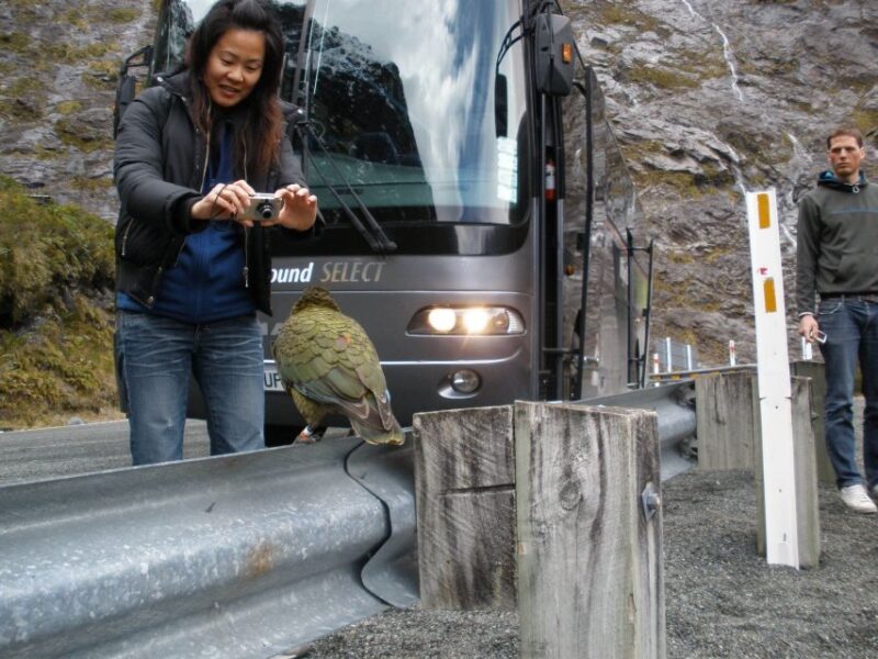 From Queenstown: Milford Sound Premium Day Tour and Cruise - Key Points