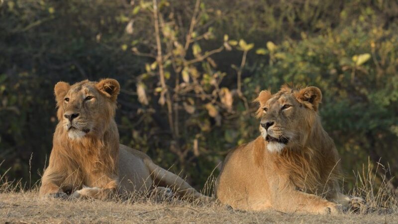 From Rajkot: Gir Somnath Weekend Tour - Destination
