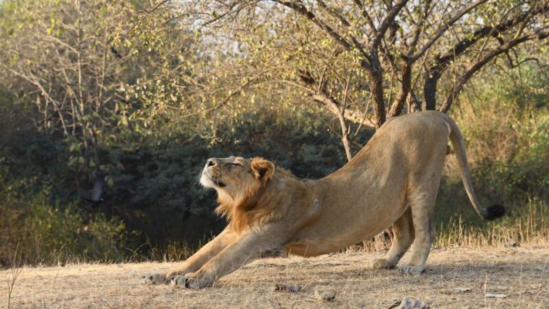 From Rajkot: Gir Somnath Weekend Tour - Inclusions