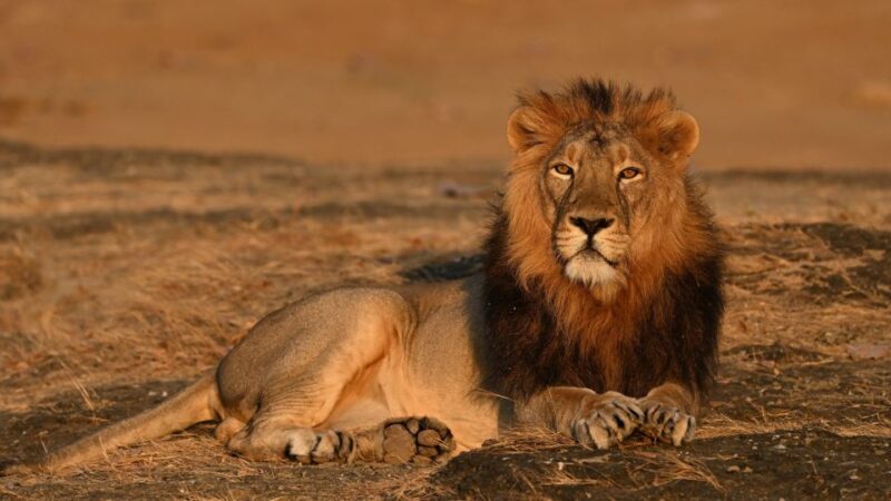 From Rajkot: Gir Somnath Weekend Tour - Cancellation Policy