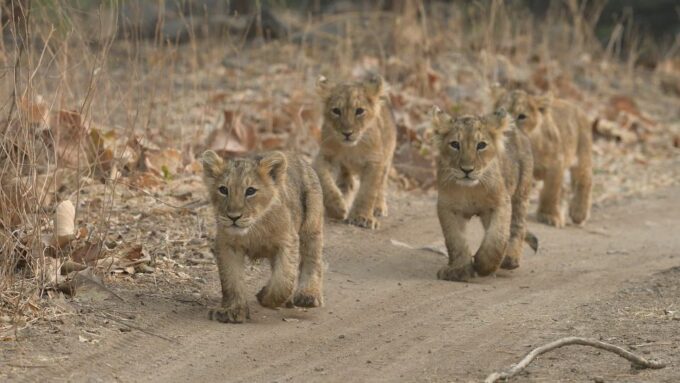 From Rajkot: Gir Somnath Weekend Tour - Important Information