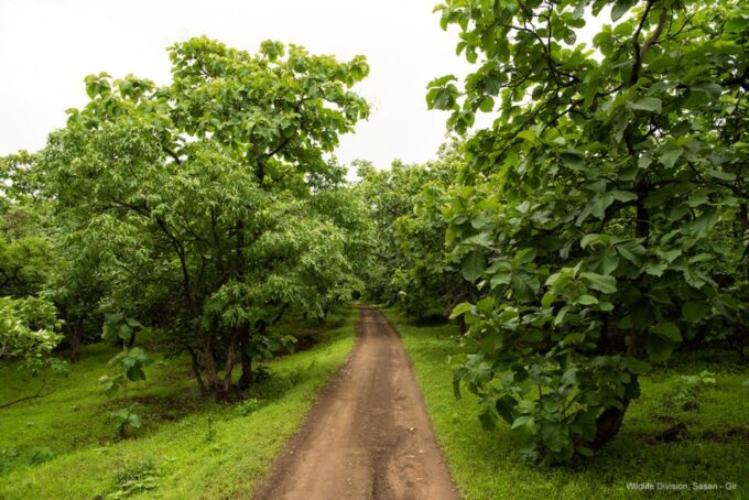 From Rajkot: Gir Somnath Weekend Tour - Frequently Asked Questions