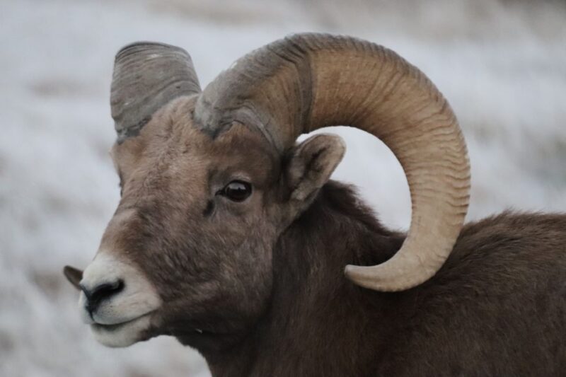 From Rapid City: Badlands NP Full Monty Adventure - Itinerary and Highlights