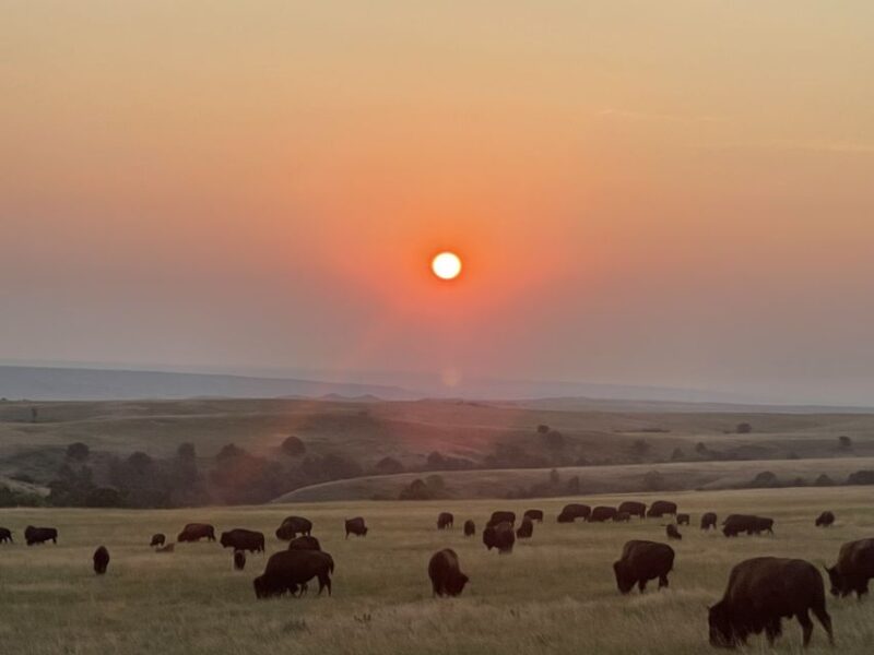 From Rapid City: Badlands NP Full Monty Adventure - Natural Beauty and Wildlife