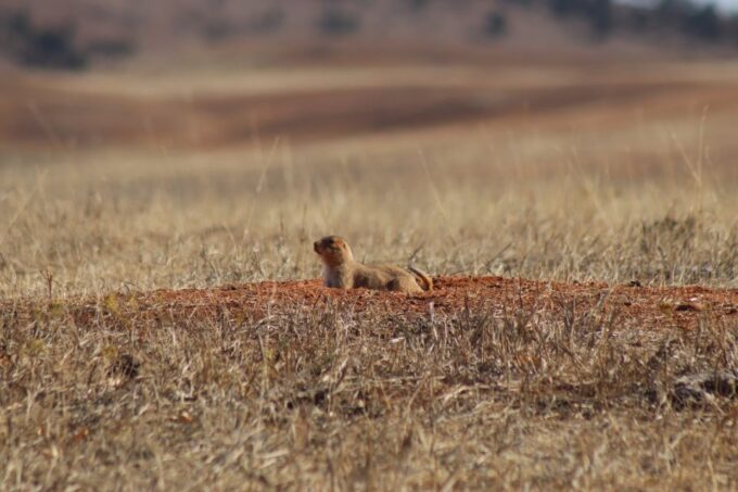 From Rapid City: Badlands NP Full Monty Adventure - Observing Wildlife and Scenery