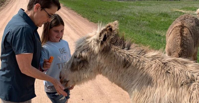 From Rapid City: Custer State Park Private Safari and Hiking - Wildlife Encounters