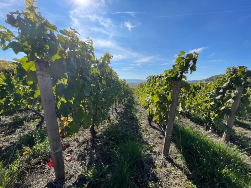From Reims/Epernay: Champagne Half-Day Tour (Small Group) - Exclusions