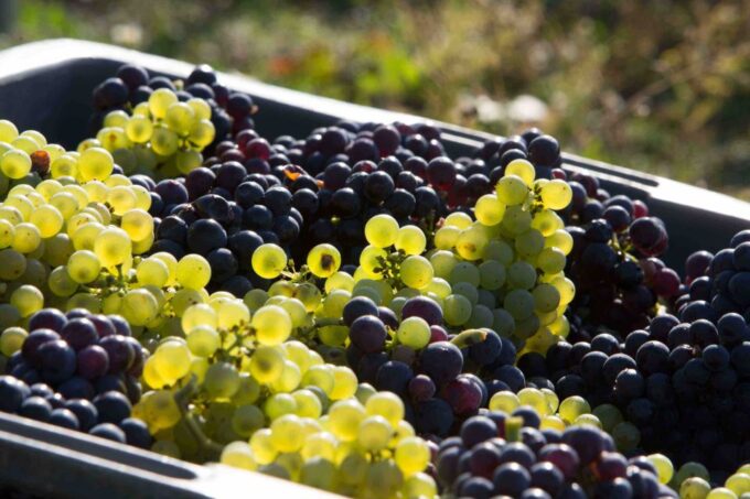 From Reims/Epernay: the Connoisseurs Private Tour 9 Tastings - Frequently Asked Questions