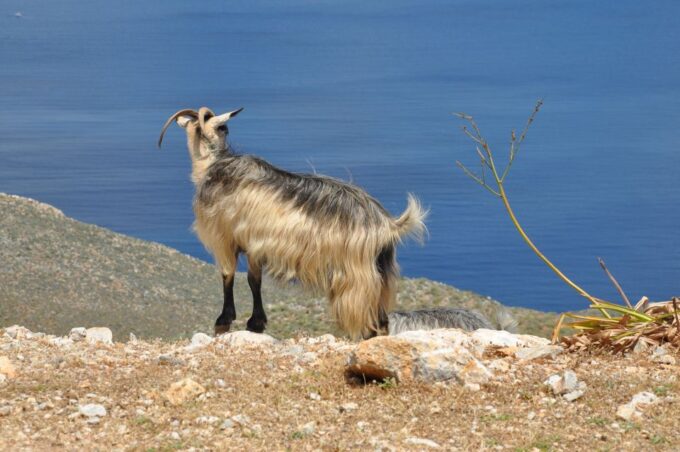 From Rethymno: Agios Nikolaos and Spinaloga Tour - Local Cuisine in Elounda