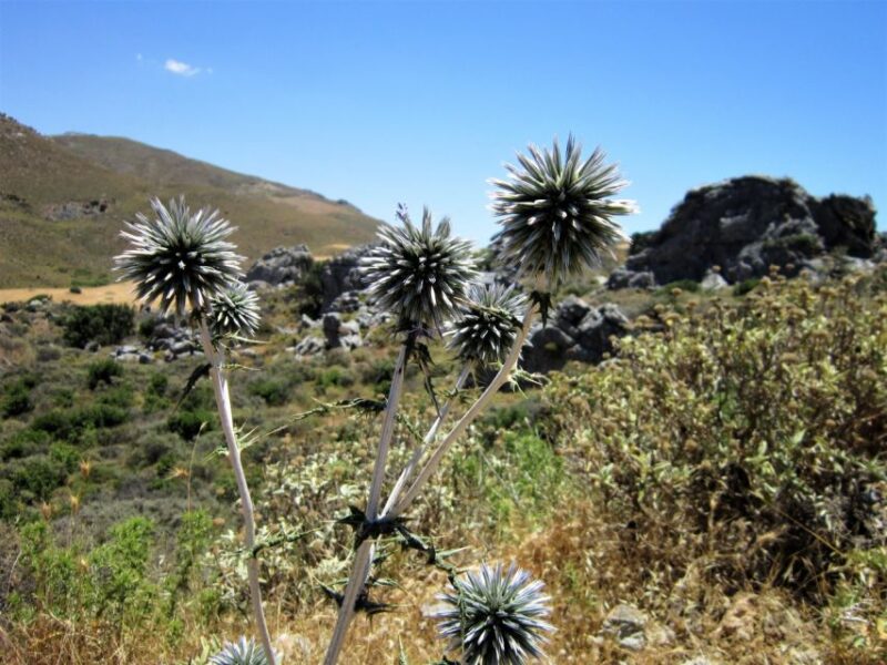 From Rethymno: Preveli Palm Forest Hike and Beach Day Trip - Key Points
