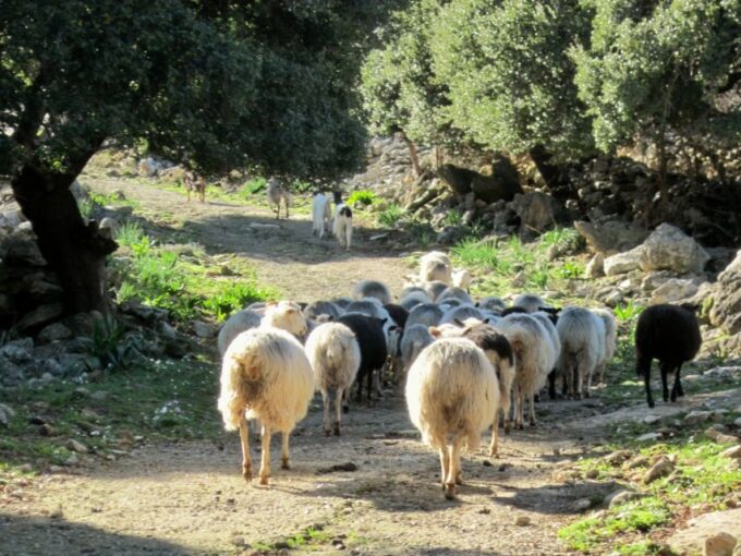 From Rethymno: Private Day Trip to 2 Unknown Gorges & Snacks - Pricing and Booking Information