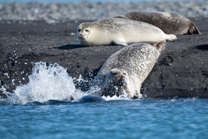 From Reykjavík: 3-Day Tour of the Wild Westfjords - Frequently Asked Questions