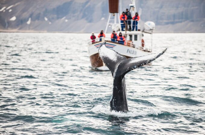 From Reykjavík: 4, 5, 6 or 7-Day Small-Group Ring Road Tour - Frequently Asked Questions