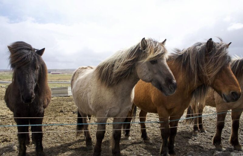 From Reykjavik: 6-Day Icelandic Ring Road Tour - Accommodation and Inclusions