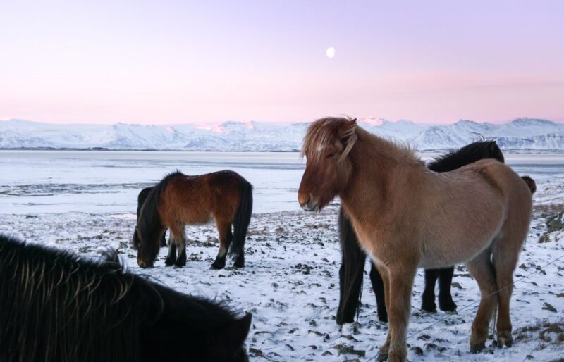 From Reykjavik: 6-Day Icelandic Ring Road Tour - Group Size and Language