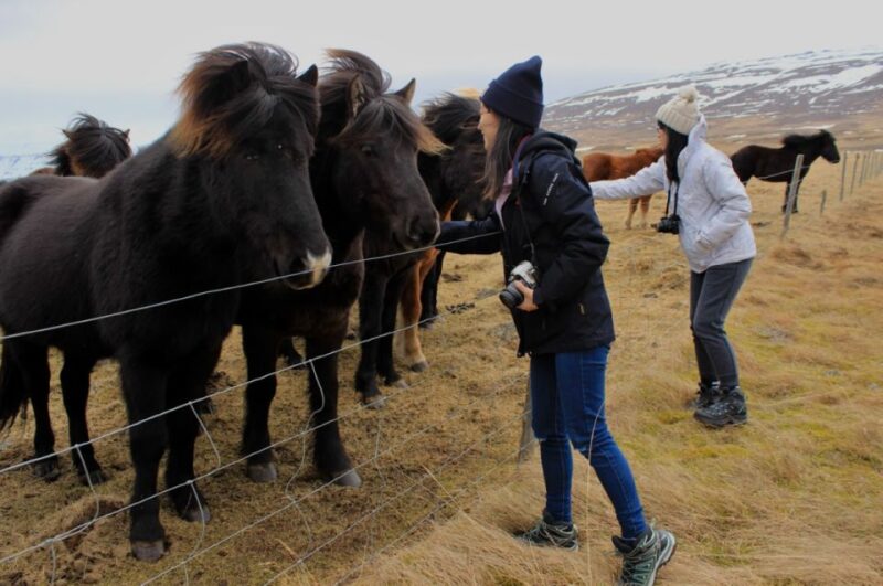 From Reykjavik: 6-Day Small Group Tour of Iceland Summer - Accommodation and Meals