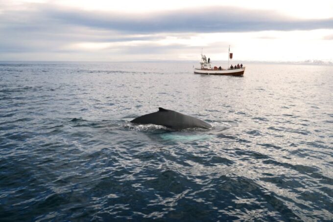 From Reykjavik: 6-Day Small Group Tour of Iceland Summer - Frequently Asked Questions