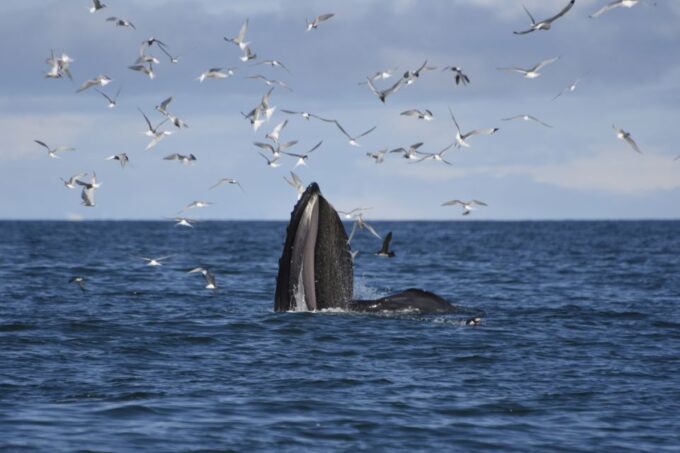 From Reykjavik: Buggy & Whale Watching Adventure - Frequently Asked Questions