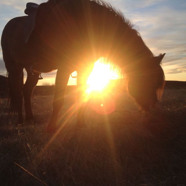 From Reykjavik: Evening Horseback Tour With Transfer - Riding Experience Highlights