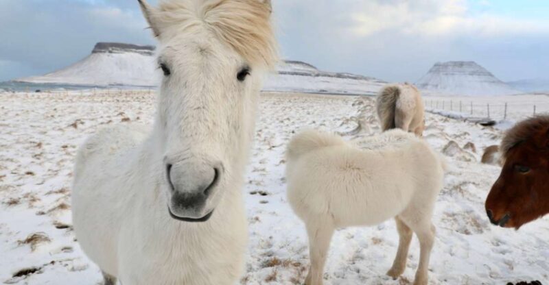 From Reykjavík: Full-day Golden Circle & Horse Riding Tour - Horse Riding Details