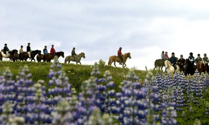 From Reykjavík: Full-day Golden Circle & Horse Riding Tour - Tour Availability and Booking