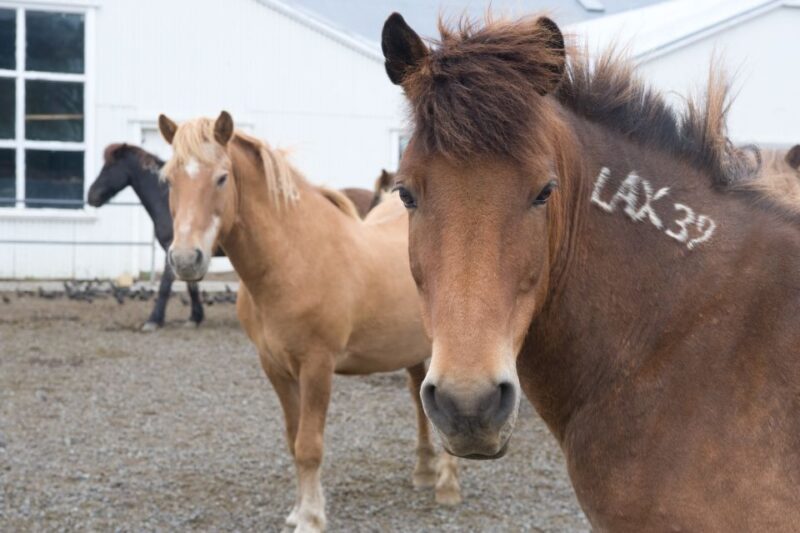 From Reykjavik: Full-Day Horse Riding & Golden Circle Tour - Gullfoss Waterfall