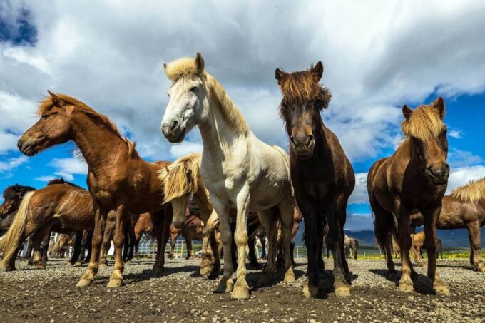 From Reykjavik: Full-Day Horse Riding & Golden Circle Tour - Participant Requirements