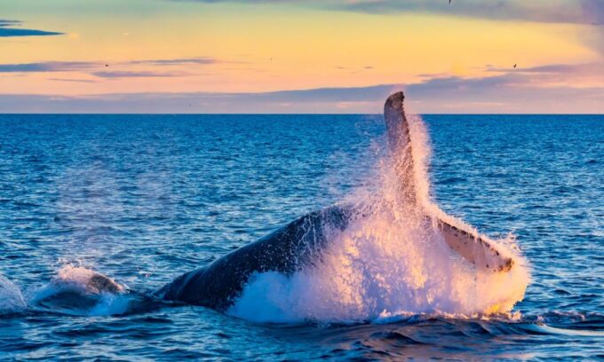 From Reykjavik: Full Day Whale Watching & Golden Circle Tour - Highlights of the Tour