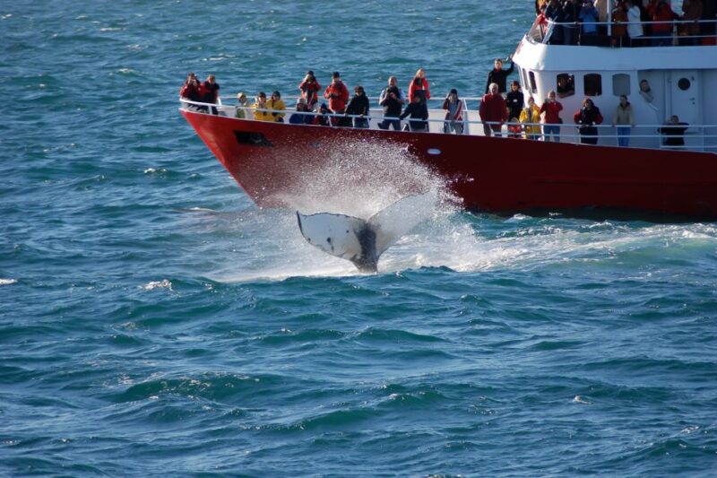 From Reykjavik: Golden Circle and Whale Watching Tour - Itinerary Highlights