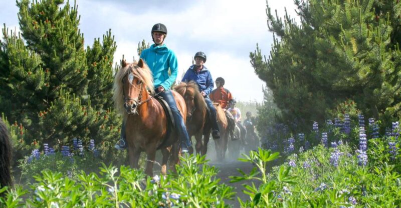 From Reykjavík: Icelandic Horse Riding Tour in Lava Fields - Key Points