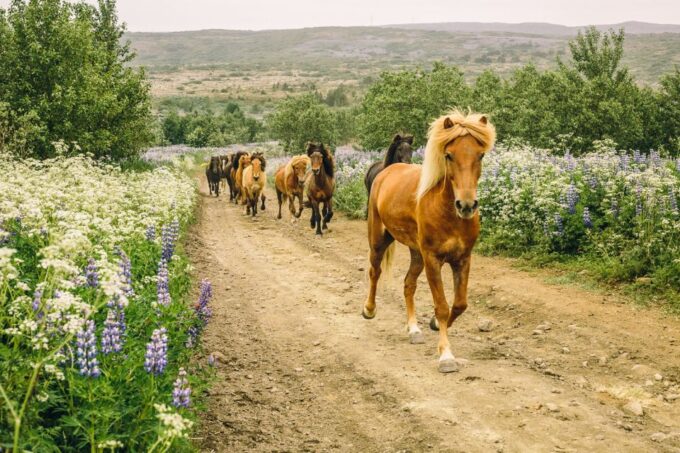 From Reykjavík: Icelandic Horse Riding Tour in Lava Fields - Frequently Asked Questions