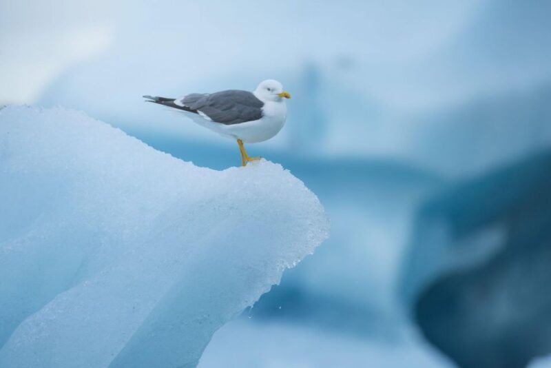 From Reykjavik: Jökulsárlón Glacier Lagoon and Diamond Beach - Experience and Attractions