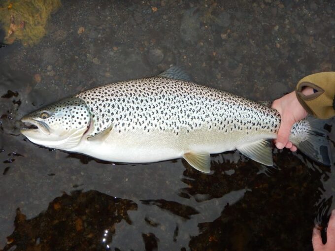 From Reykjavik: Lake and River Fishing Tour - Catch and Release Fishing