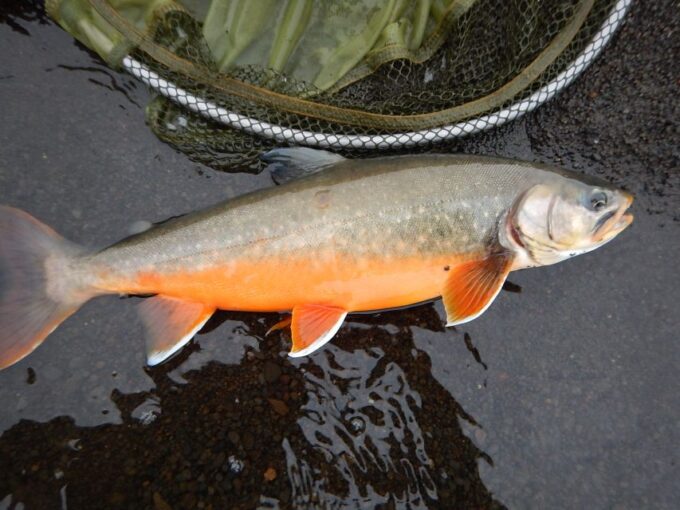 From Reykjavik: Lake and River Fishing Tour - Frequently Asked Questions