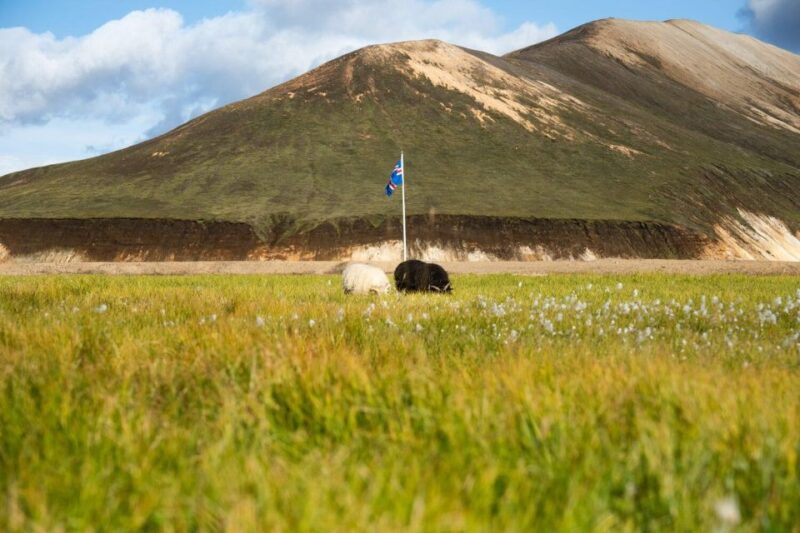 From Reykjavik: Landmannalaugar Day Hike - Customer Reviews and Ratings