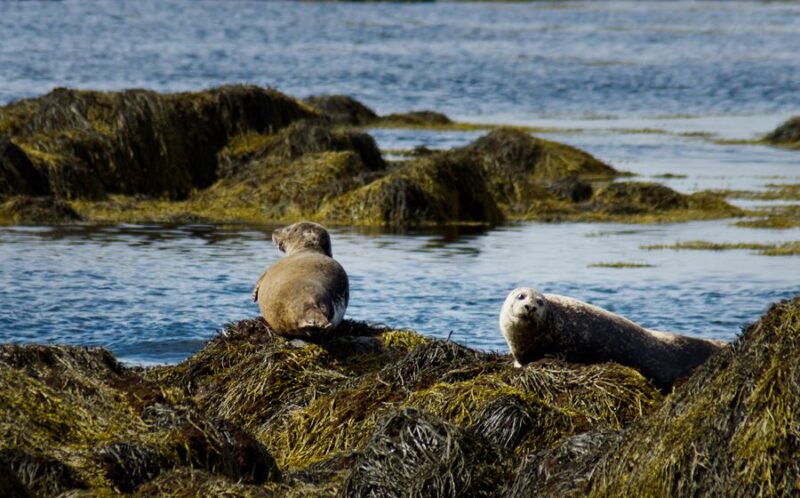 From Reykjavik: Snaefellsnes National Park - Small Group - Pickup and Logistics