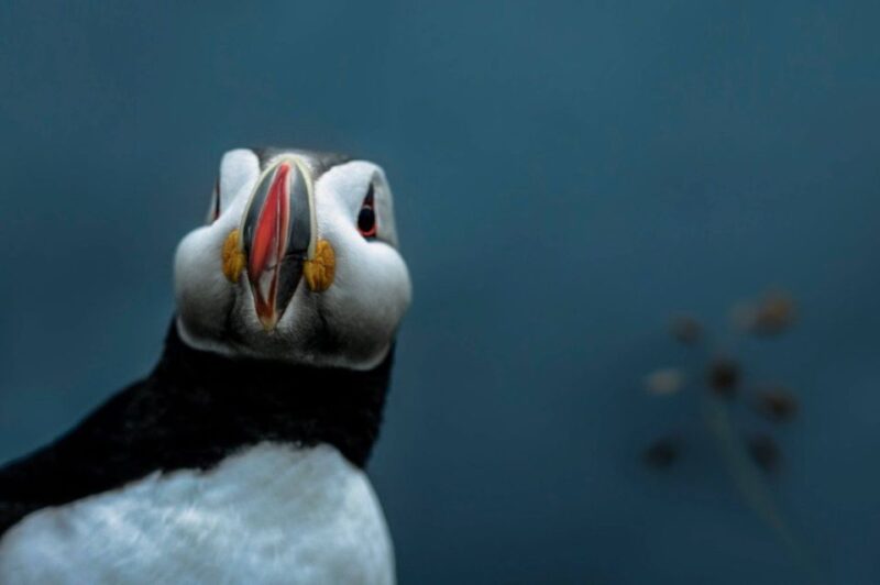 From Reykjavík: South Coast Small Group Full-Day Adventure - Transportation Details