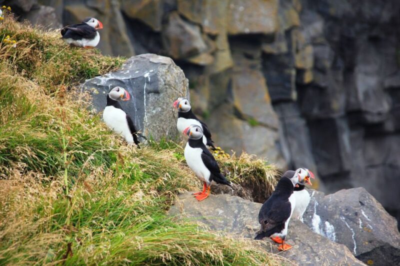 From Reykjavik: South Coast Small-Group Tour - Preparation and Recommendations