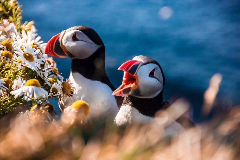 From Reykjavik: Vestmannaeyjar Islands, Puffins &Volcanoes - Key Points
