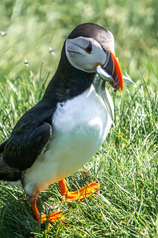From Reykjavik: Vestmannaeyjar Islands, Puffins &Volcanoes - Wildlife and Nature