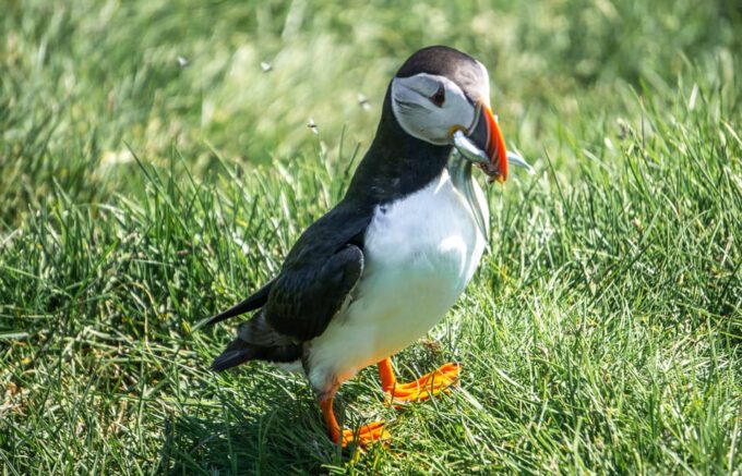 From Reykjavik: Vestmannaeyjar Islands, Puffins &Volcanoes - Visiting Eldheimar Museum