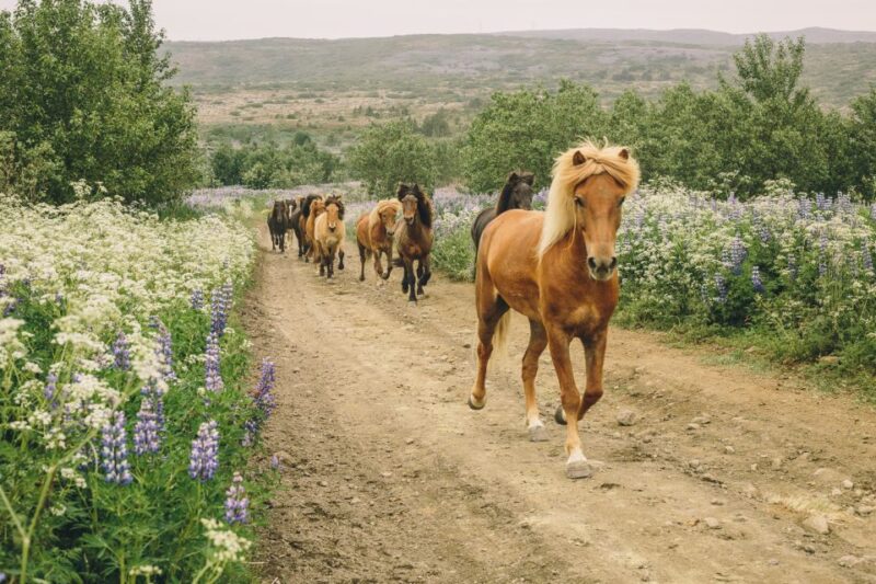 From Reykjavik: Viking Horseback Tour in Hafnarfjordur - Key Points