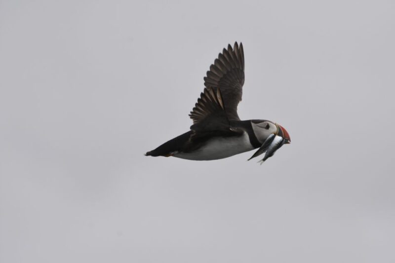 From Reykjavik: Whale and Puffin Watching RIB Boat Tour - Booking Information