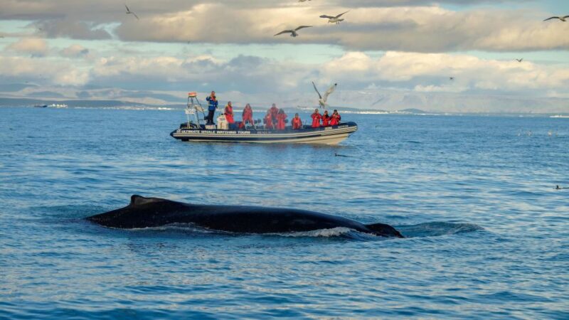 From Reykjavik: Whale and Puffin Watching RIB Boat Tour - Tour Highlights